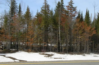 Winter dessication, Edinburg, ME, Photo: Maine Forest Service