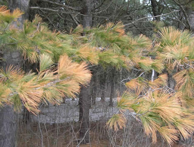 Winter dessication, Vassalboro, ME.  Photo: Maine Forest Service