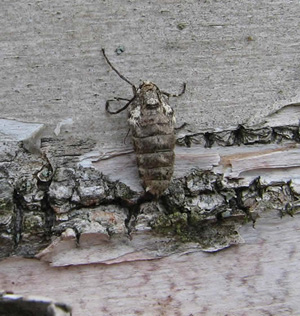 Winter moth adult female.  Photo P. Johnson.