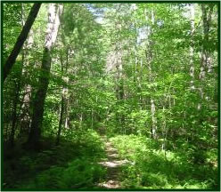 Trail leading through a sunlight forest.