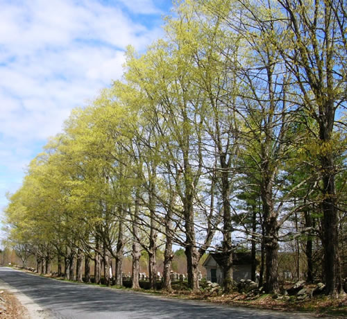 Springtime brings sugar maples into bloom on Richmond Hill Road in Wayne. Photo credit Andy Shultz