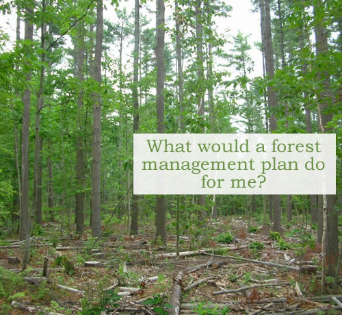 A well-stocked white pine stand following a timber harvest in Vassalboro.Allowing these valuable trees to grow larger faster is a result of forest management planning.  Photo credit: Andy Shultz