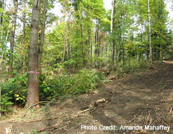 Skid trail going into woods.