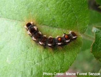 Catepillar on a leaf