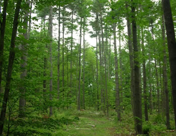 Thinned forest stand.