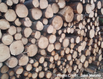Stack of logs