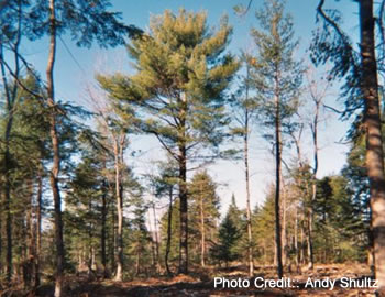 Thinned white pine stand.