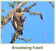 Image of a broadwing hawk