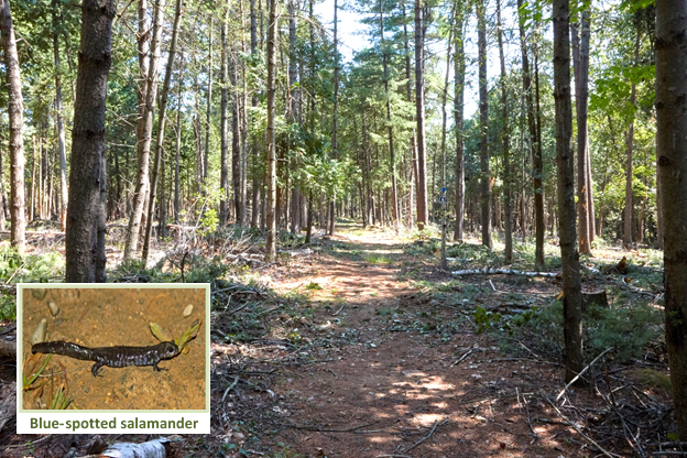 Image of a natural small sawtimber pine stand with a recreational trail after a timber harvest.