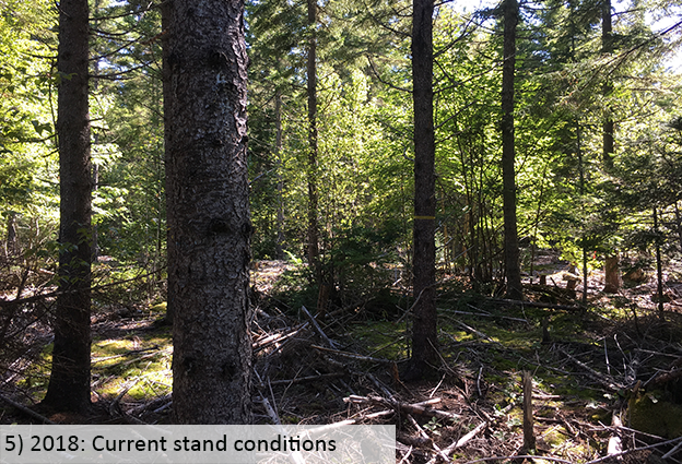 2018: Current stand conditions