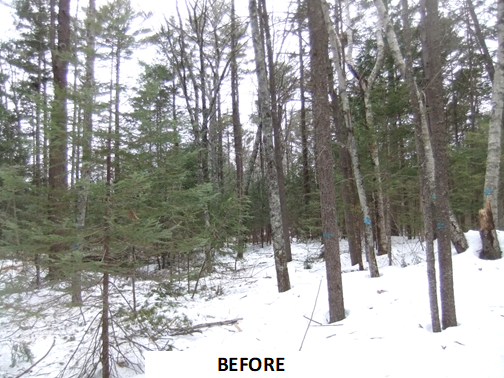 A mixed wood forest before a timber harvest.