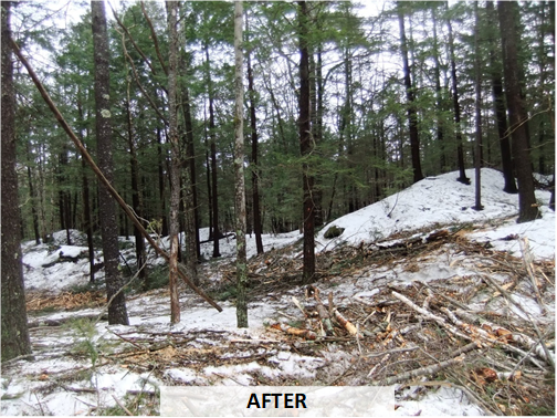 A mixed wood forest after a timber harvest.