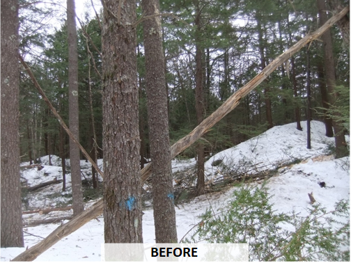 A mixed wood forest before a timber harvest.