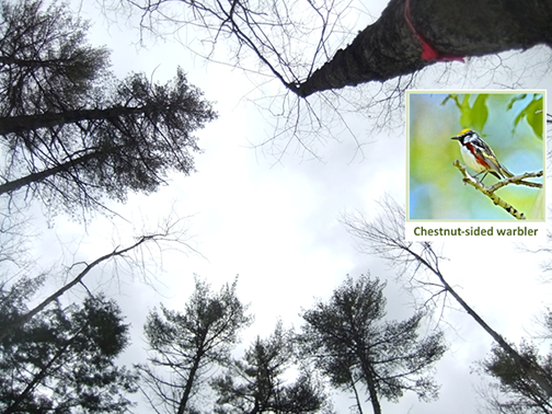 Looking up through a mixed wood forest after a timber harvest.