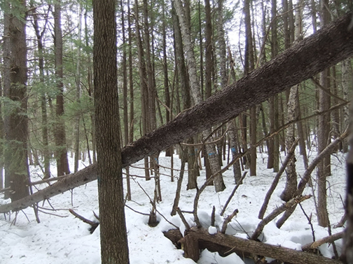 A mixed wood pole stand before a timber harvest.