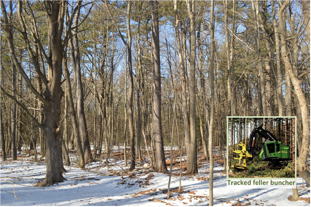 A oak pine mature sawtimber before a invasive tree removal and thinning harvest.