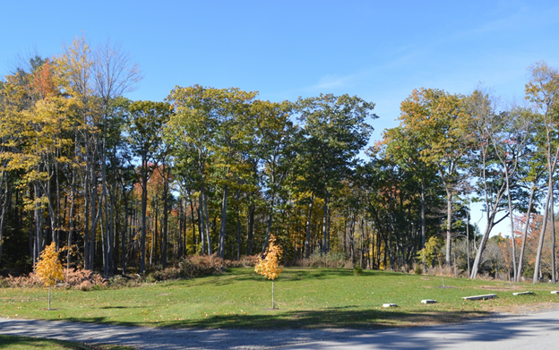 A landing and woodyard area 18 months after a timber harvest.