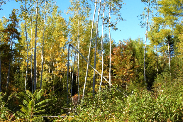 A hardwood sapling stand after a non-commercial thinning.