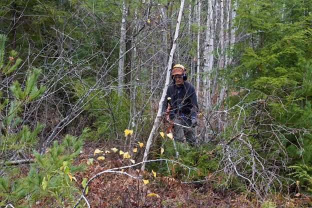 A hardwood sapling stand before a non-commercial thinning.