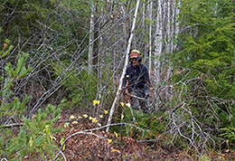 A hardwood sapling stand before a non-commercial thinning.