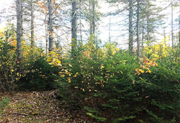 A naturally established spruce stand before a timber harvest.