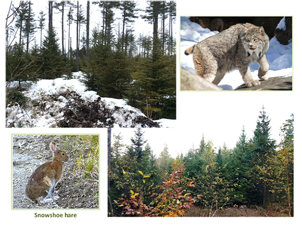 A naturally established spruce stand after a timber harvest.