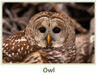 Image of a owl