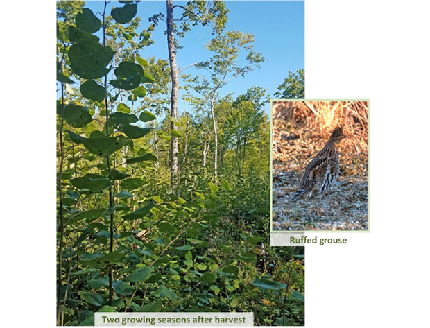 A young aspen pole and small sawtimber stand after a patch clearcut harvest.