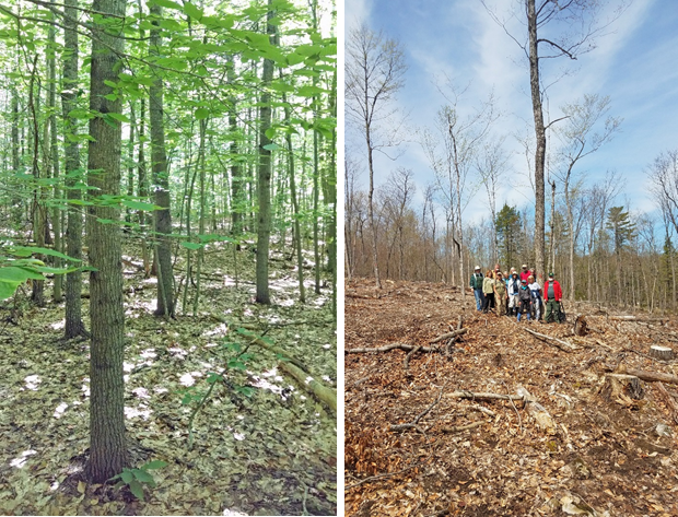 A young aspen pole and small sawtimber stand before a patch clearcut harvest.