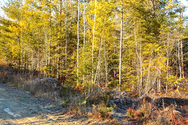 A young sapling stand before a patch cut with retention.