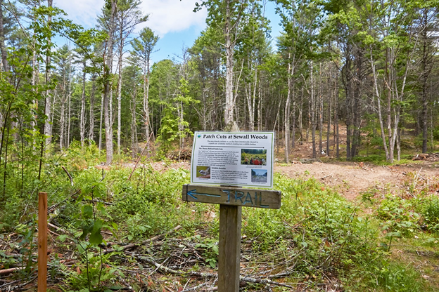 A old clearing in mixed wood with natural old field succession after a timber harvest.