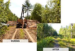 A woods road, mixed woods stand during and after a timber harvest.