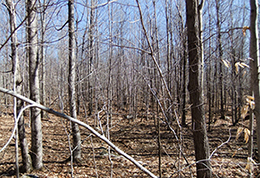 A naturally established hardwood pole stand before a timber harvest.