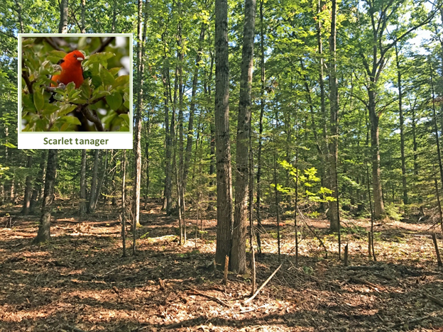 A hardwood pole and small sawtimber stand after a timber harvest.