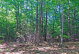 A hardwood pole and small sawtimber stand before a timber harvest.