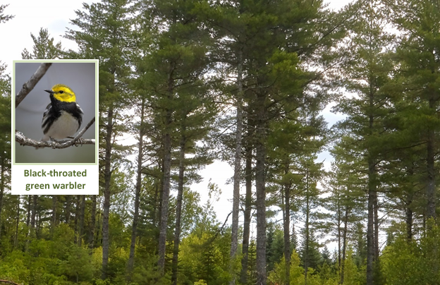 A natural white pine sawtimber stand five years after a timber harvest.