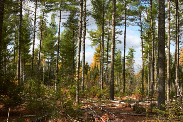 A natural white pine sawtimber stand after a timber harvest.