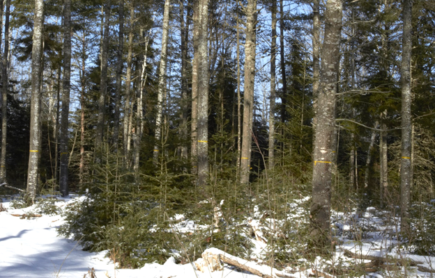 A natural white pine sawtimber stand before a timber harvest.