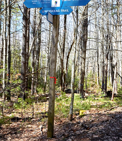 A naturally established white pine pole stand before a timber harvest.