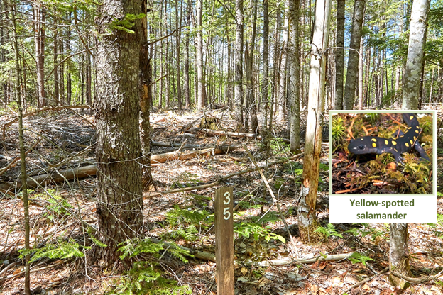 A white pine plantation in an old field one year after a timber harvest.