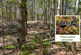 A white pine plantation in an old field one year after a timber harvest.