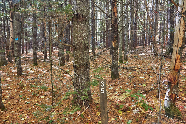 A white pine plantation in an old field before a timber harvest.