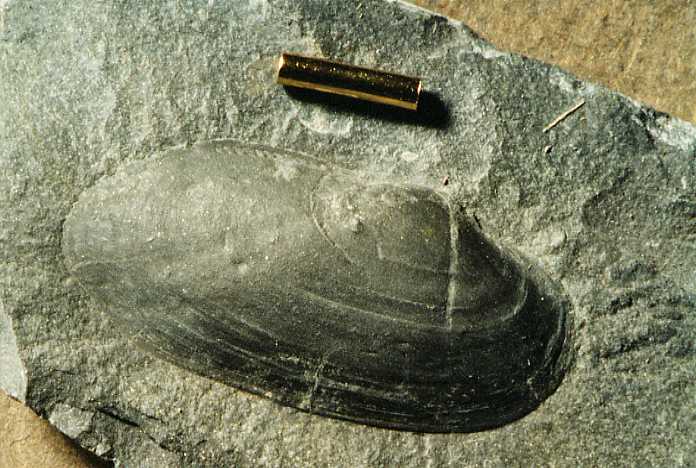 bivalve