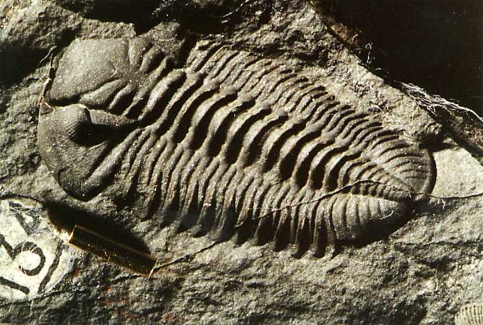 trilobite