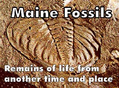 trilobite