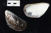 Mytilus edulis