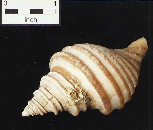 Neptunea sp.