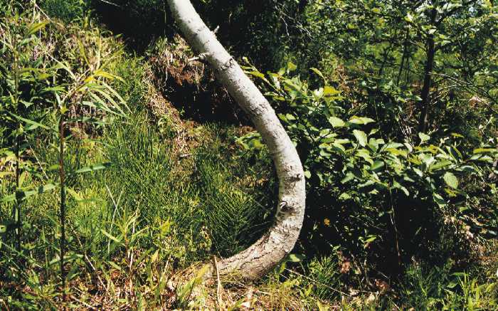 curved tree trunk