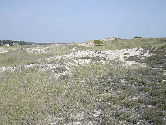 back dune