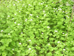 Garlic Mustard